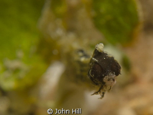 Very small Pygmy pipefish 25mm long waving it's head abou... by John Hill 